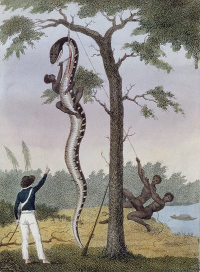 The Skinning of the Aboma Snake, Shot by Captain Stedman, from 